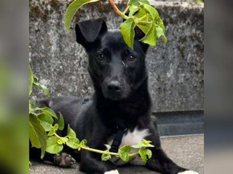 Shannon-Neugierig und doch ein bisschen vorsichtig