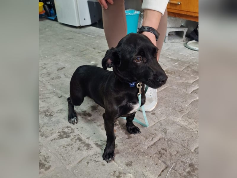 CHICO-sozial,umgänglich,schon gut erzogen sucht er auf gepacktem Köfferchen  sein Für-immer-Zuhause