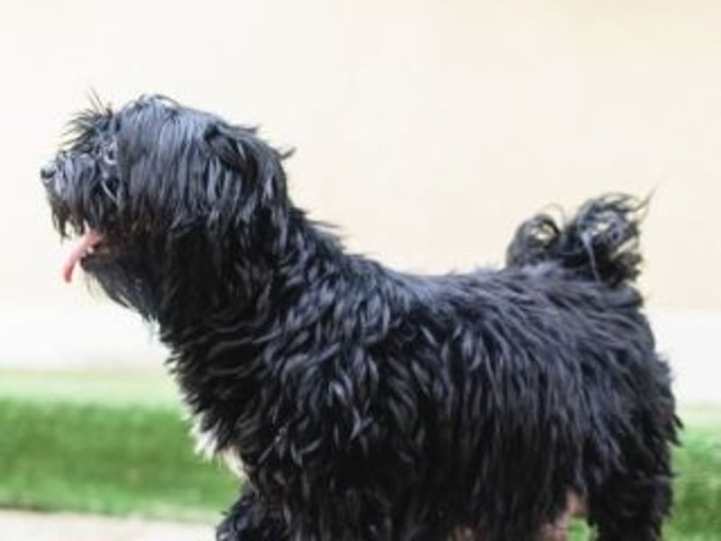 DARLA-wer hat ein Plätzchen an seiner  Seite frei um mit Darla durchs Leben zu gehen