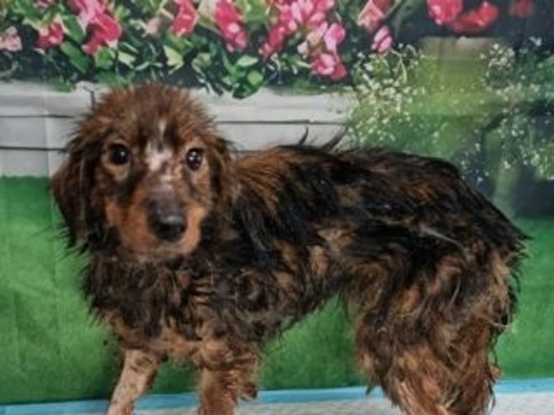 TUCKER-zarter, liebenswerter kleiner Hundebub