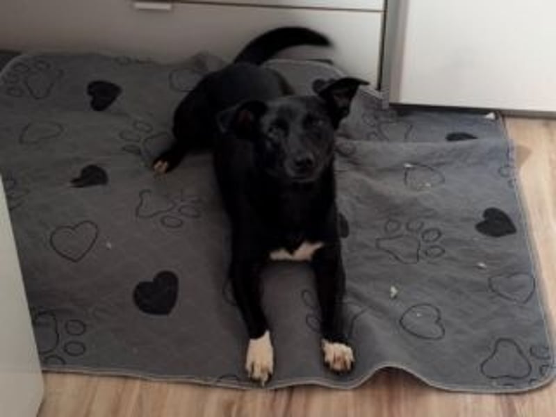 Shannon-Neugierig und doch ein bisschen vorsichtig