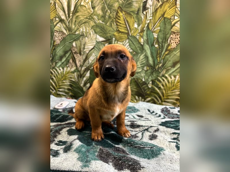 Cooper – bereit für die große Reise ins Glück