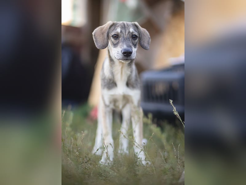 MILO - wartet auf Pflegestelle in 79206 Breisach auf ein gutes Zuhause