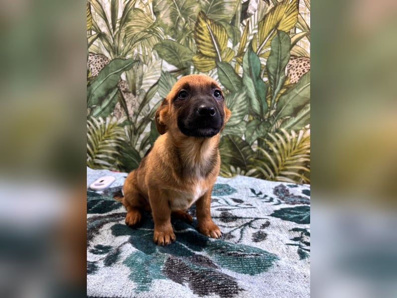 Cooper – bereit für die große Reise ins Glück