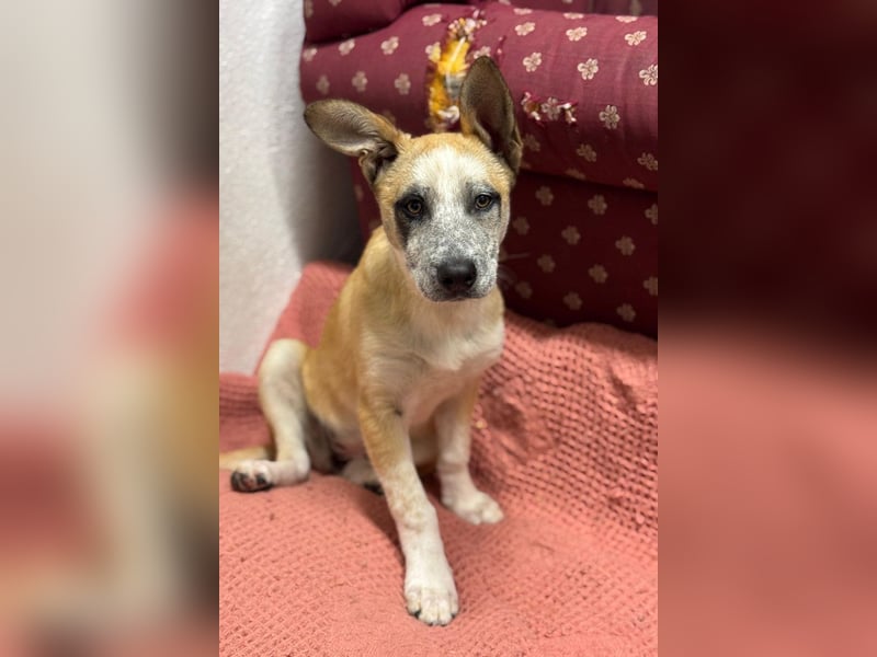 Kleine FLORA-alleine auf den Straßen unterwegs sucht sehnsüchtig liebevolles Zuhause