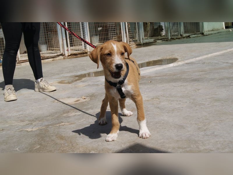 BROWNIE-Ein Herz auf vier Pfoten sucht sein zu Hause für immer