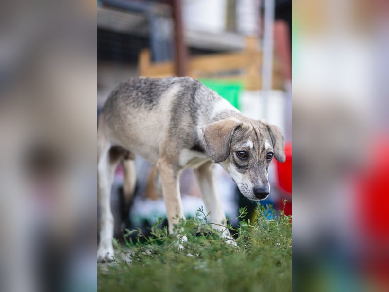 MILO - wartet auf Pflegestelle in 79206 Breisach auf ein gutes Zuhause
