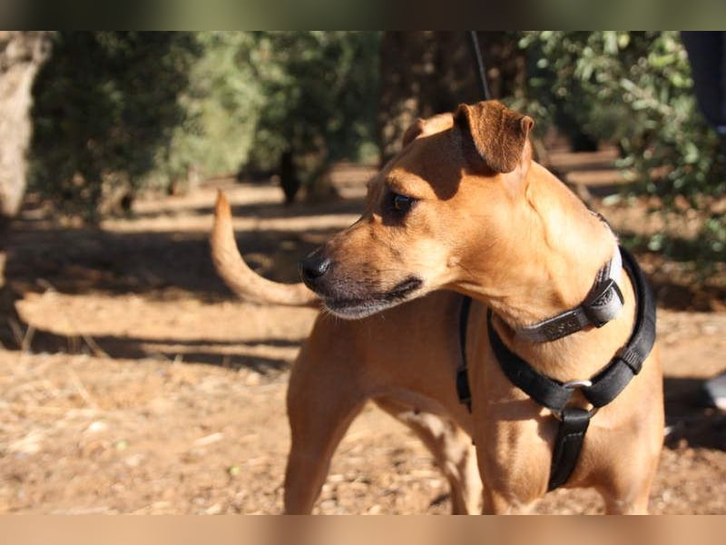 LUNA- pure Lebensfreude trifft mitten ins Herz. Gute-Laune-Mädchen sucht liebevolles Zuhause