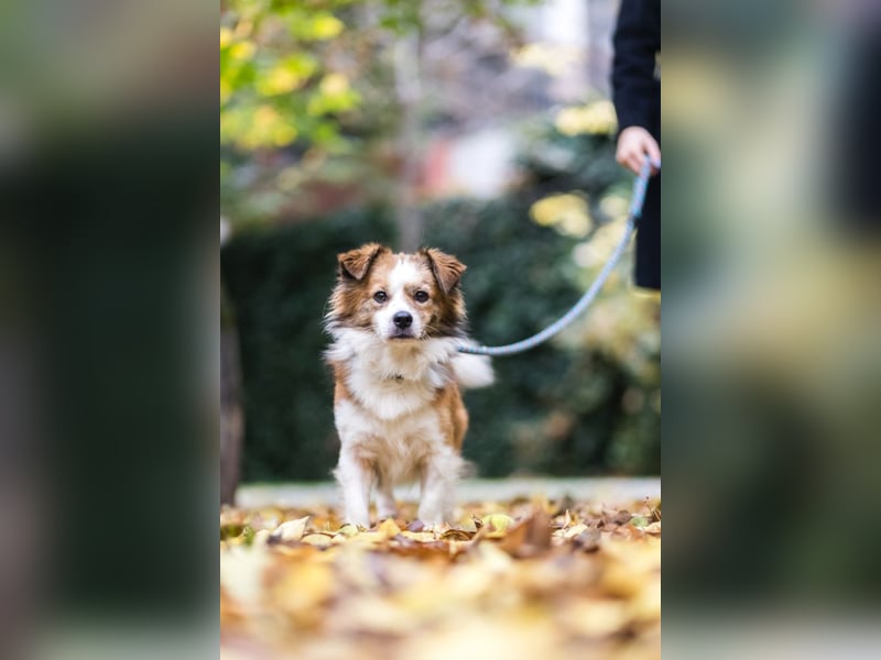 BISCUIT-kleiner Sonnenschein-liebevoll, anhänglich sucht sein liebevolles Für-immer-Zuhause