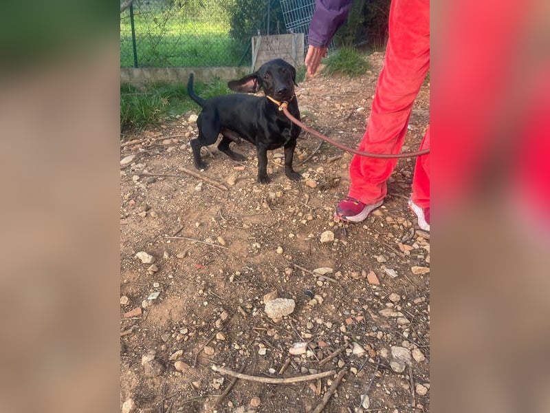 CAPO-ein kleiner,schwarzer Hundejunge,der sofort alle Herzen erobert auf der Suche nach se Familie