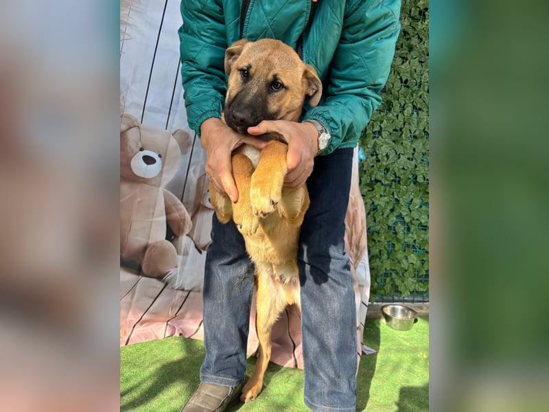 KNOX- sehr menschenbezogen, verschmust, liebesbedürftig bereit für seine Für-immer-Familie