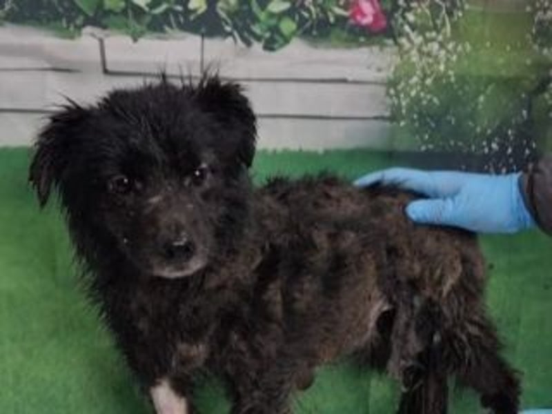 NERO-freundlicher, wenn auch noch etwas schüchterner junger Hund