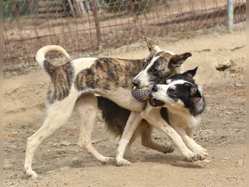 MUCKI - geselliges Kerlchen