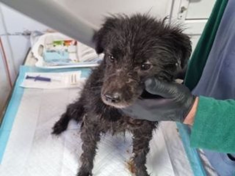 NERO-freundlicher, wenn auch noch etwas schüchterner junger Hund