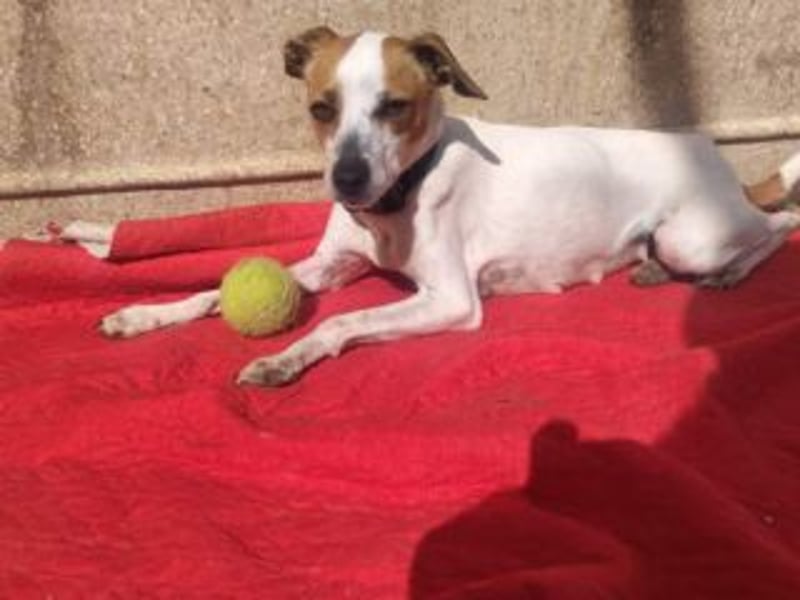 MARTA-kleine Hündin mit einem großen Herzen