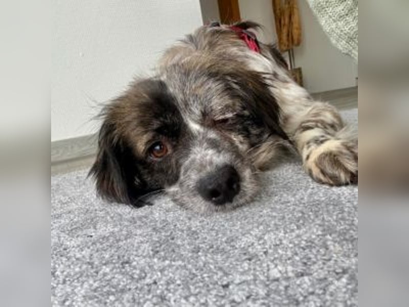 MAGGIE-sucht ein Menschenherz, das ihr die Welt zeigt