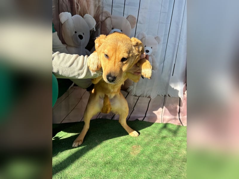 Hübsche IRIS-verschmust, liebesbedürftig sucht sie dringend ihr liebevolles Für-immer-Zuhause