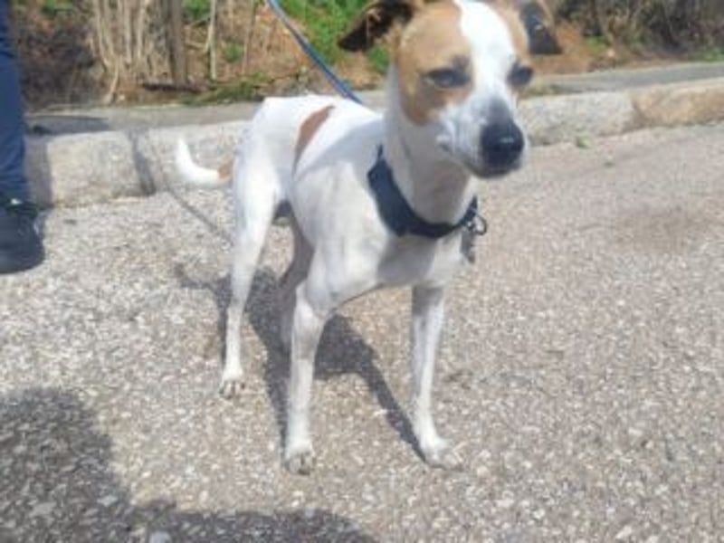 MARTA-kleine Hündin mit einem großen Herzen