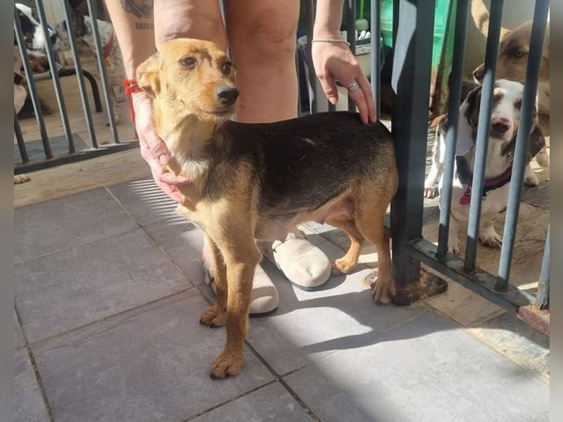 CHINA- überaus zärtlich, fürsorglich, sehnt sich nach menschlicher Nähe und liebevollem Zuhause