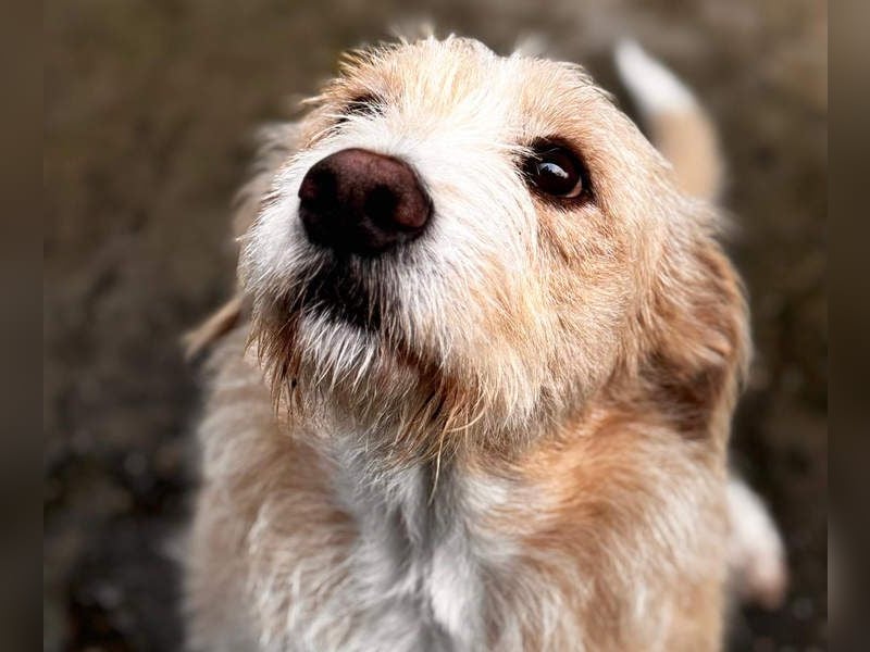 Süße JUNO sucht ihre liebevolle Für-immer-Familie