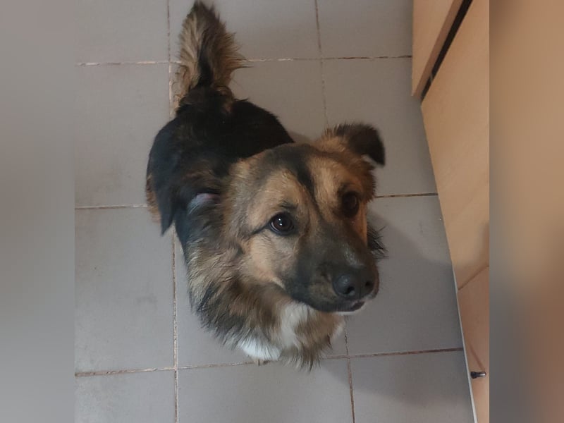 Zuckersüßer BORIS-lieb zutraulich und wartet ganz besonders auf seine liebevolle Für-immer-Familie