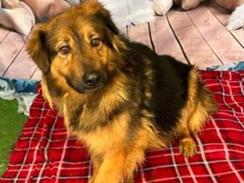 BOBBY-sucht Menschen, die ihm zeigen, was Leben auch sein kann