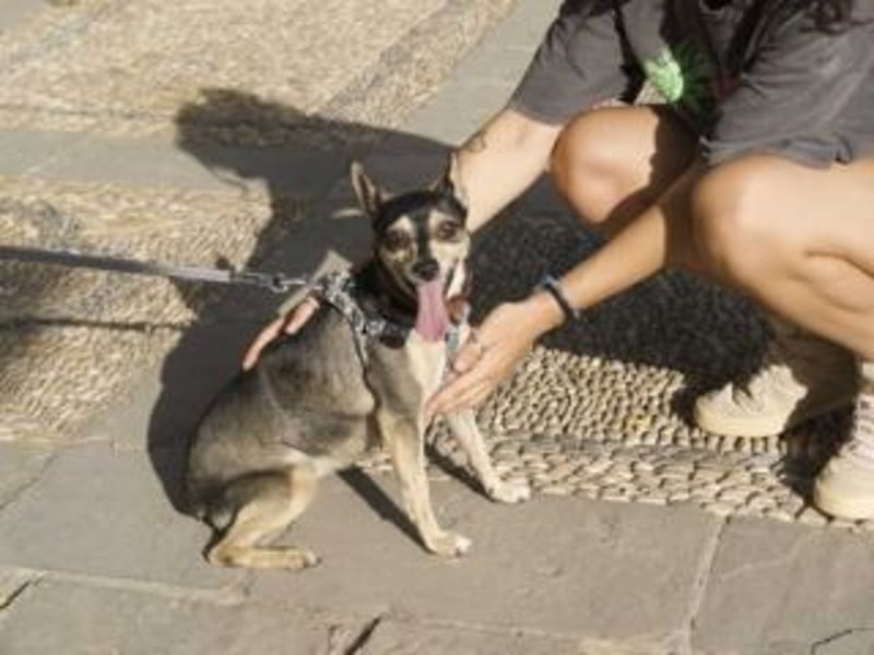 MINA-möchte kuscheln, toben, spielen und die Welt entdecken