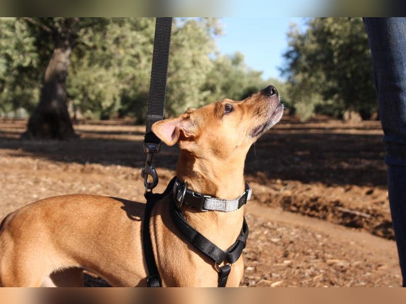 LUNA- pure Lebensfreude trifft mitten ins Herz. Gute-Laune-Mädchen sucht liebevolles Zuhause