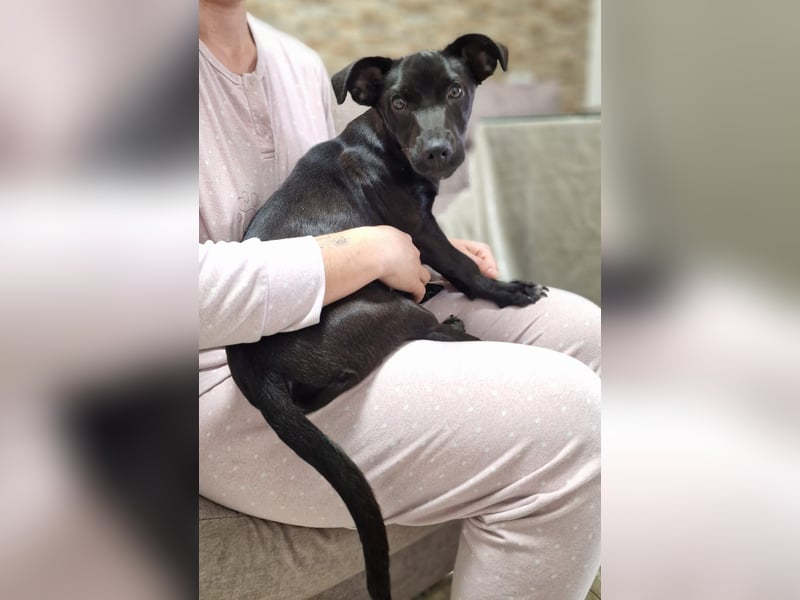 CHICO-sozial,umgänglich,schon gut erzogen sucht er auf gepacktem Köfferchen  sein Für-immer-Zuhause