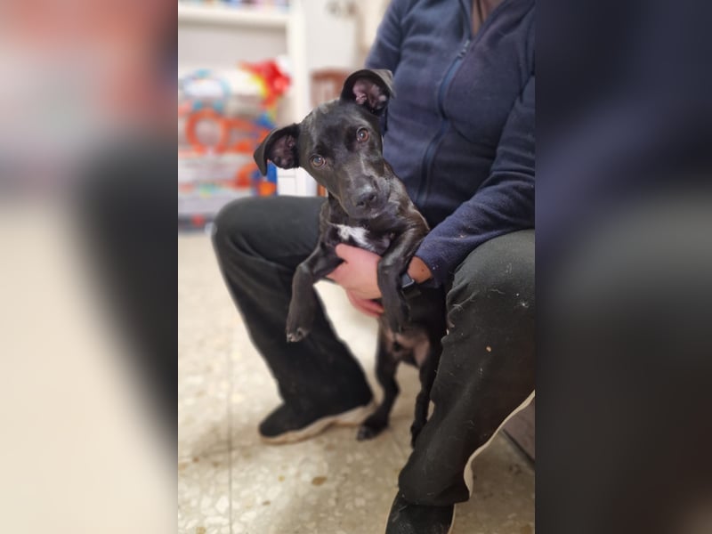 CHICO-sozial,umgänglich,schon gut erzogen sucht er auf gepacktem Köfferchen  sein Für-immer-Zuhause