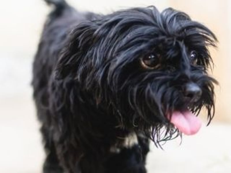 DARLA-wer hat ein Plätzchen an seiner  Seite frei um mit Darla durchs Leben zu gehen
