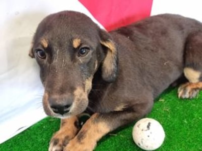 OLAF-überaus liebenswürdigen schokoladenfarbenen Mischlingsrüde