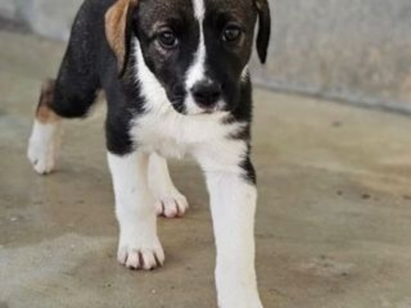 SAGA-wächst zu einem neugierigen und verspielten Hundekind heran