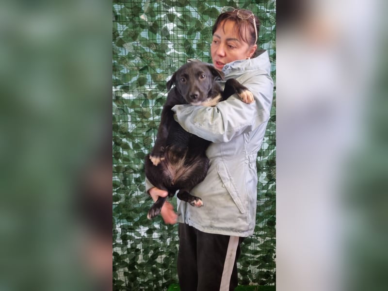 LORETTE - Zuckerschock, die kleine, unscheinbare Lorette sucht liebevolles Für-immer-Zuhause