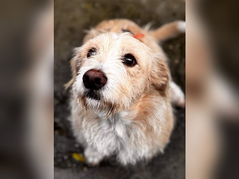 Süße JUNO sucht ihre liebevolle Für-immer-Familie