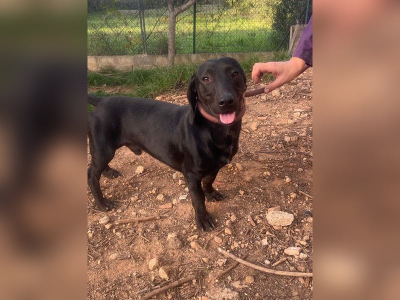 CAPO-ein kleiner,schwarzer Hundejunge,der sofort alle Herzen erobert auf der Suche nach se Familie