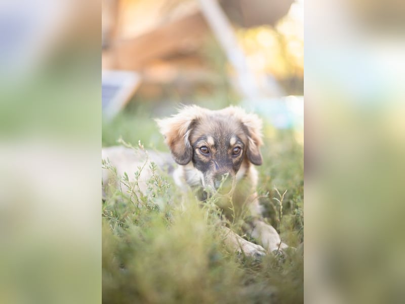 FELIA -wartet im Tierheim 79312 Emmendingen auf ihr liebevolles Für-immer-Zuhause
