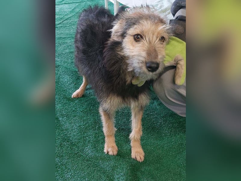 Diesel – offen und freundlich