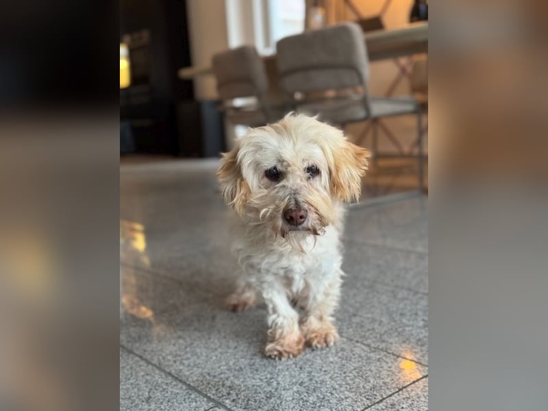 JHONNY-wahrer Schatz auf 4 Pfoten erobert alle Herzen, wartet sehnsüchtig auf sein Für-immer-Zuhause