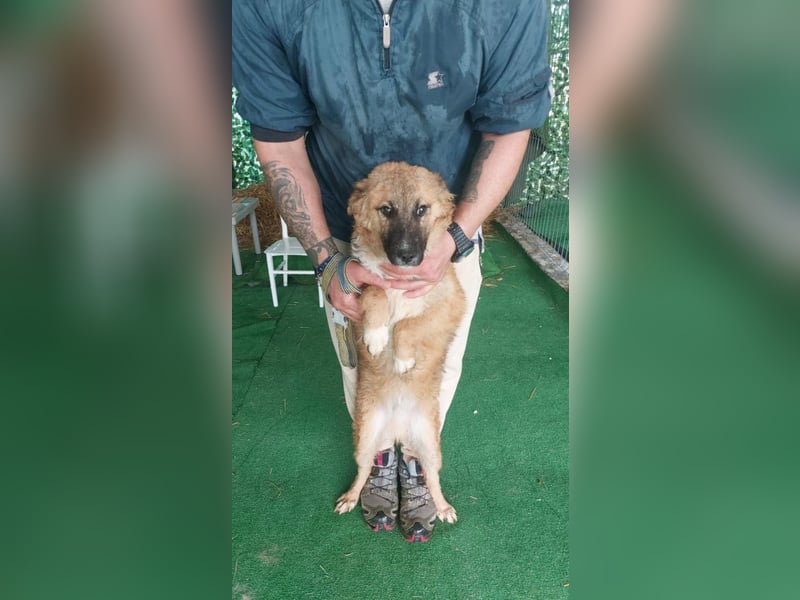Freundlicher ANTON-wünscht sehnlichst- raus aus dem kalten, lauten Zwinger in sein Zuhause
