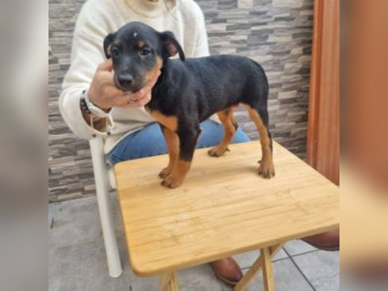 POLO-bald alt genug für seinen guten Start ins Leben