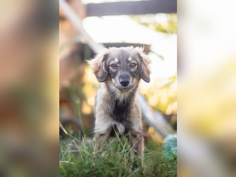 FELIA -wartet im Tierheim 79312 Emmendingen auf ihr liebevolles Für-immer-Zuhause