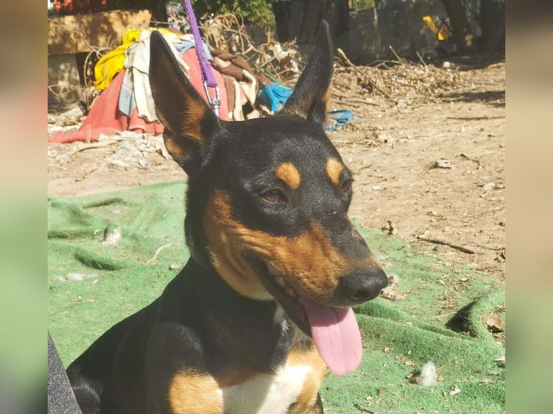 OZZY-fröhliches, offenes, liebenswertes Kerlchen sucht seine "Für-immer-Familie"