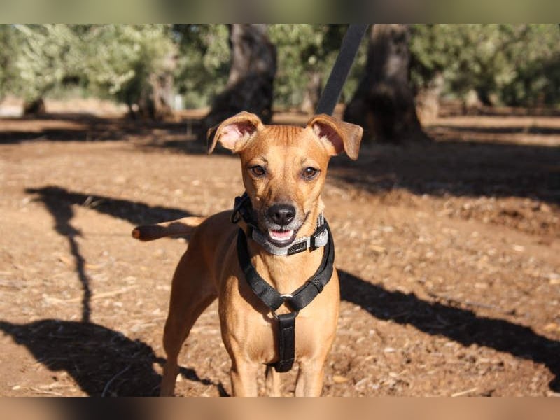 LUNA- pure Lebensfreude trifft mitten ins Herz. Gute-Laune-Mädchen sucht liebevolles Zuhause