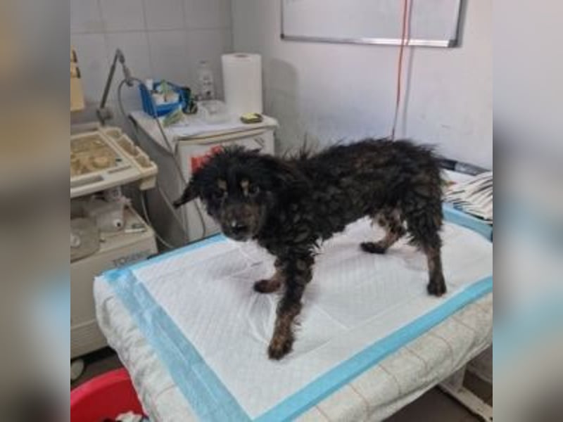 LEO-Kleiner Leomann, aus Dir, kleiner Nacktfrosch wird einmal ein schöner und gütiger Prinz.