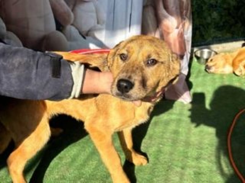 PRINCESS-Wären Sie bereit, Princess zum Teil Ihrer Familie zu machen?