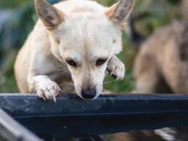 FIBI- kleine Hündin mit einem ganz großen Herzen- sucht Geborgenheit