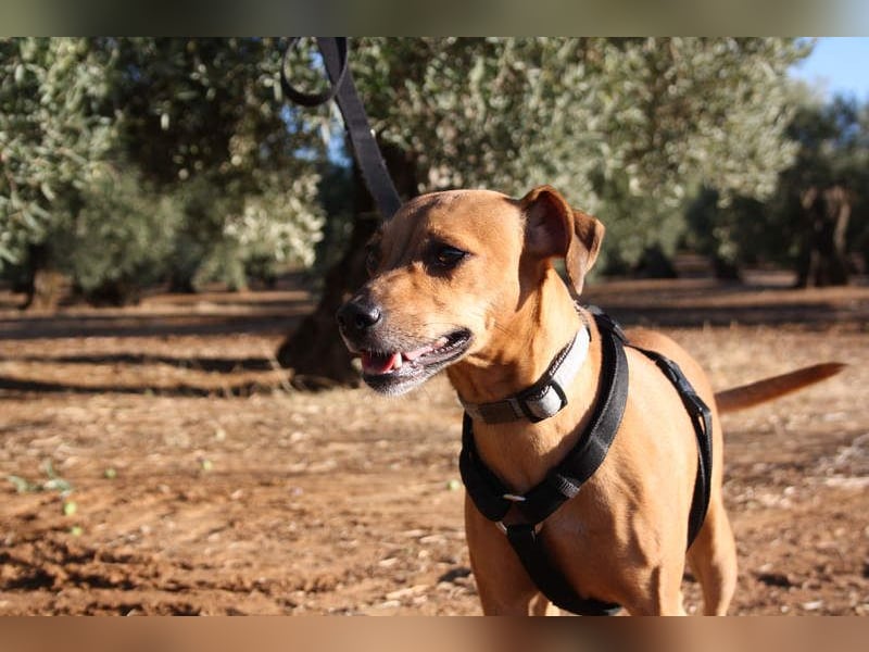 LUNA- pure Lebensfreude trifft mitten ins Herz. Gute-Laune-Mädchen sucht liebevolles Zuhause