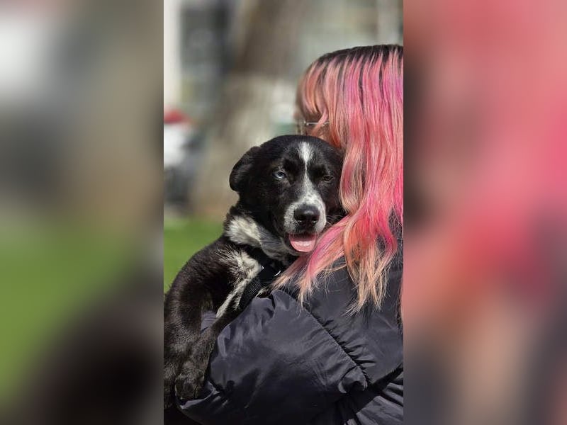 NORR-kleiner Sonnenschein, sehr lieb, ausgeglichen, verspielt, menschenbezogen