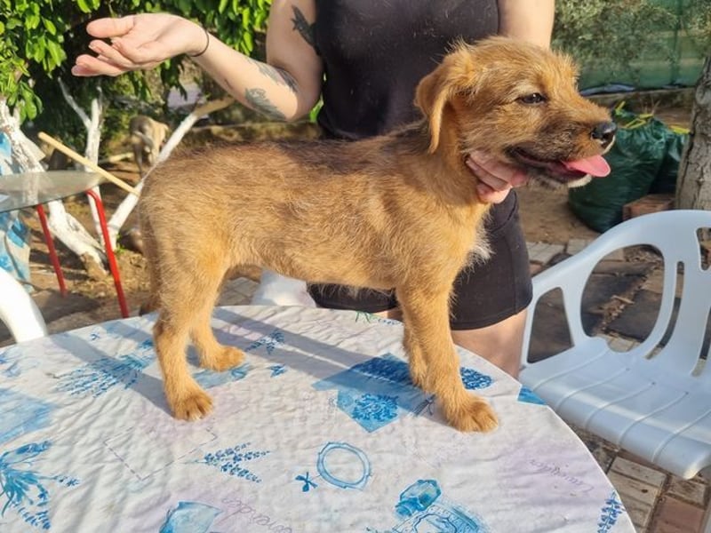 Kleine Robin sucht ihr großes Glück: seit sie In letzter Sekunde dem Schicksal entkommen ist!